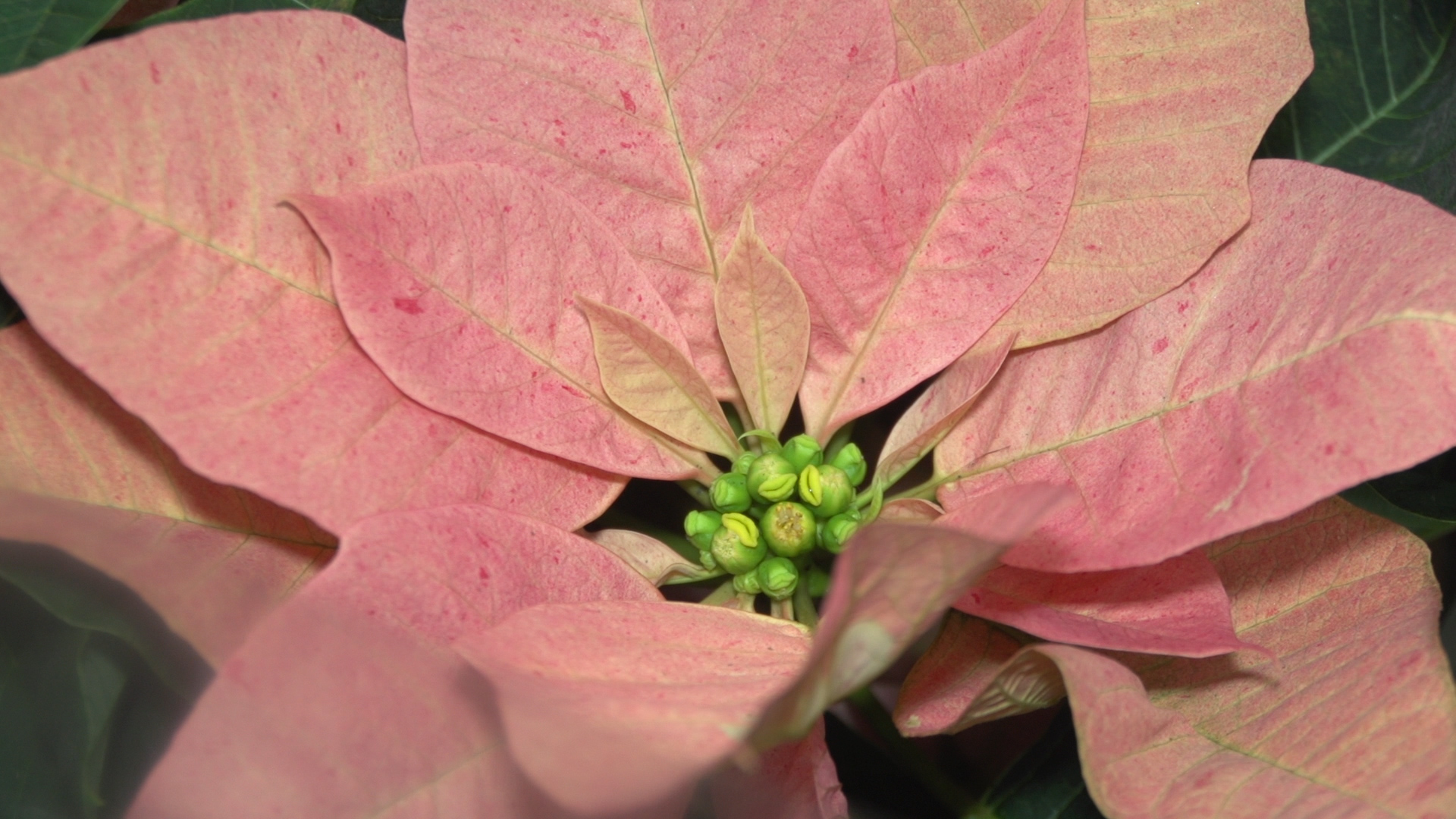 Jak pielęgnować gwiazdę betlejemską?