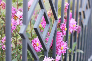 fot. Plast-Met_Systemy_Ogrodzeniowe Czy sadzenie roślin przy ogrodzeniu to dobry pomysł? Zielony parkan – czyli jakie rośliny posadzić przy ogrodzeniu